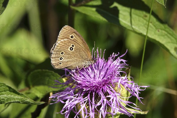 Ringlet (Aphantopus hyperantus), summer, Saxony, Germany, Europe