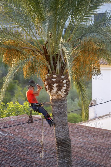 Arborist pruning the crown of a palm tree in Altea La Vella, province of Alicante, autonomous