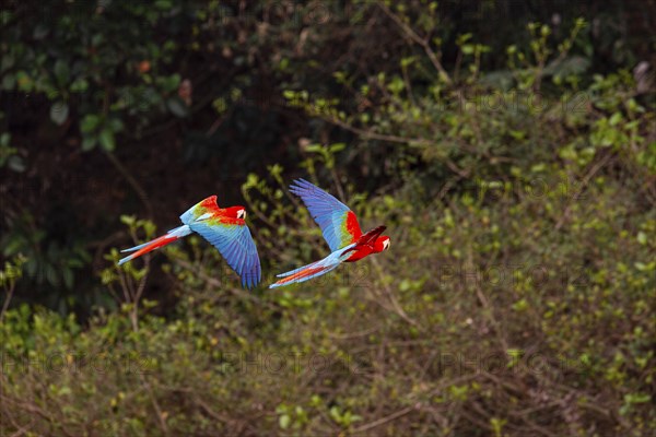 Red-and-green macaw (Ara chloropterus) Buraco das Araras Brazil