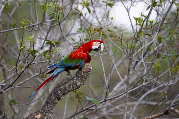 Red-and-green macaw (Ara chloropterus) Buraco das Araras Brazil