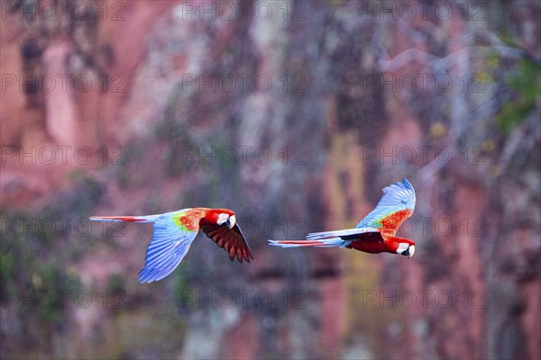 Red-and-green macaw (Ara chloropterus) Buraco das Araras Brazil