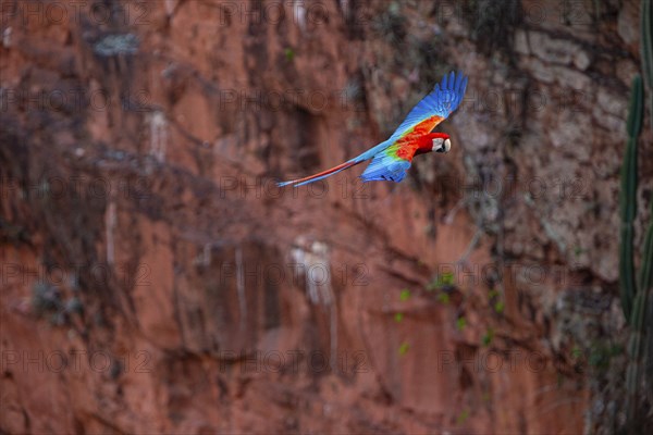 Red-and-green macaw (Ara chloropterus) Buraco das Araras Brazil