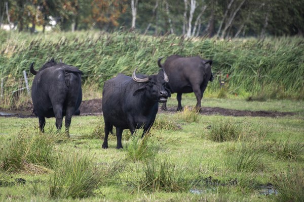 Water buffalo (Bubalus arnee) standing in a meadow on the Baltic Sea peninsula