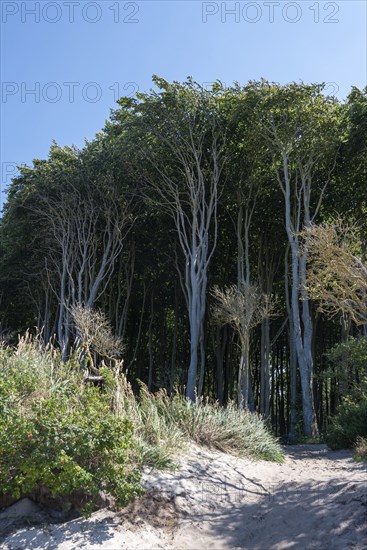 Light beech forest behind the dunes, Graal Müritz, Mecklenburg-Vorpommern, Germany, Europe