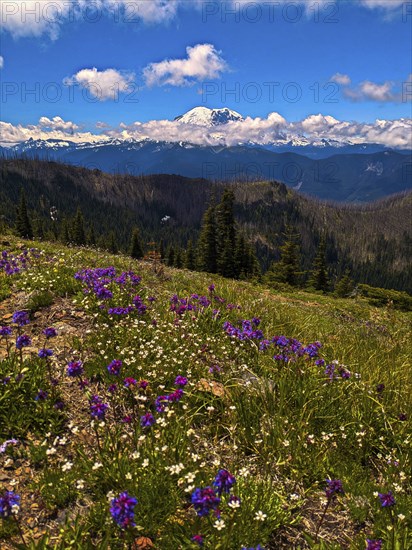 Mount Rainier National Park. Washington, United States, North America