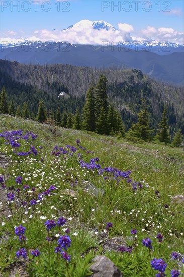 Mount Rainier National Park. Washington, United States, North America