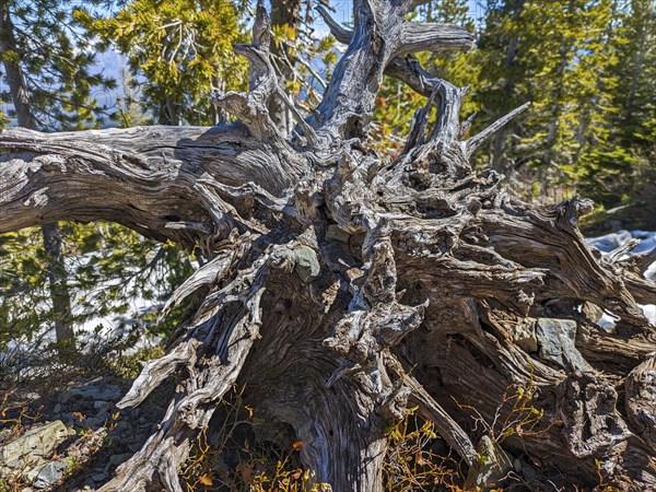 Dried out Roots. Grand Teton National Park. Wyoming, United States, North America