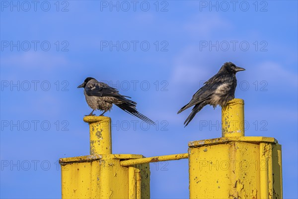 Two corvids (Corvus corone) sitting on a yellow jetty at the harbour of Tangier at the mouth of the