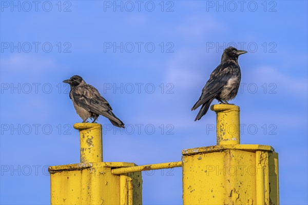 Two corvids (Corvus corone) sitting on a yellow jetty at the harbour of Tangier at the mouth of the