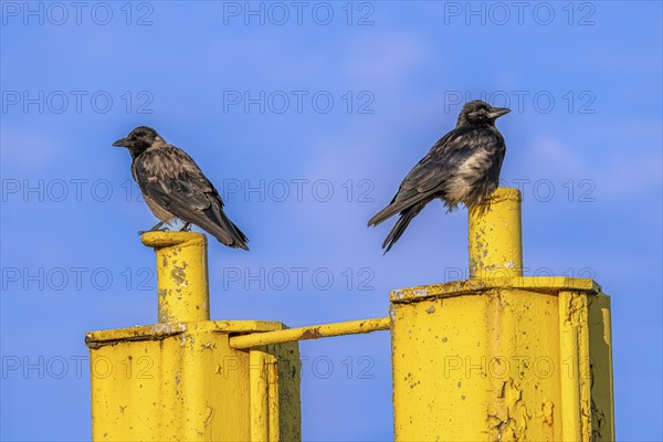 Two corvids (Corvus corone) sitting on a yellow jetty at the harbour of Tangier at the mouth of the