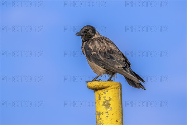 A raven crow (Corvus corone) sits on a yellow jetty at the harbour of Tangier at the mouth of the