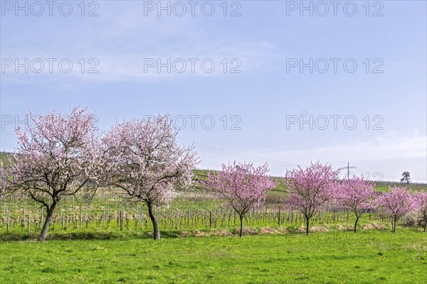 Almond tree (Prunus dulcis), Siebeldingen, German Wine Route, also Southern Wine Route, Southern