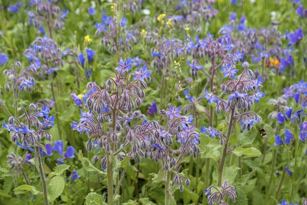 Borage (Borago officinalis), North Rhine-Westphalia, Germany, Europe