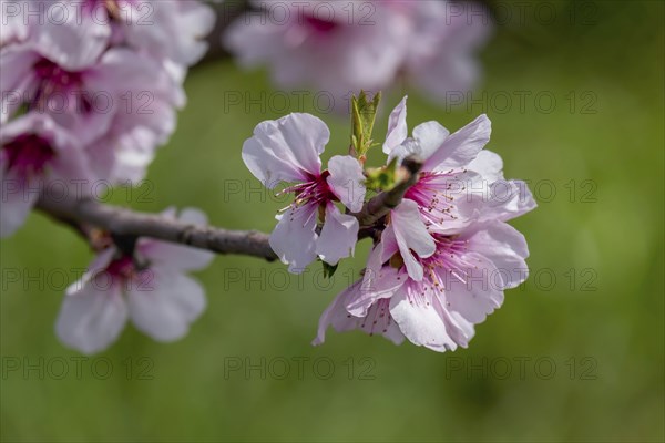 Almond blossom (Prunus dulcis), German Wine Route, also Southern Wine Route, Southern Palatinate,