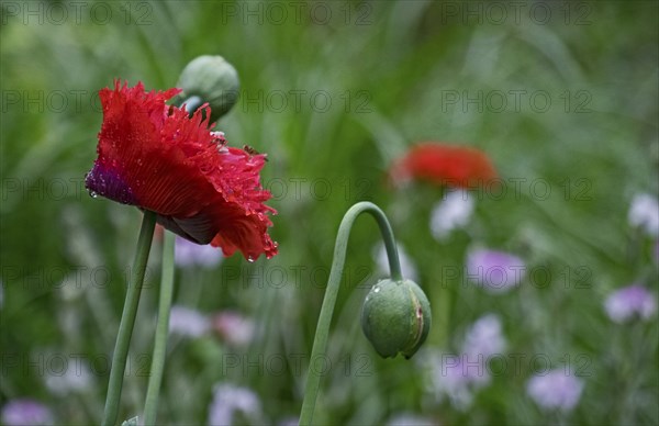 Garden poppy (Papaver) with raindrops, North Rhine-Westphalia, Germany, Europe