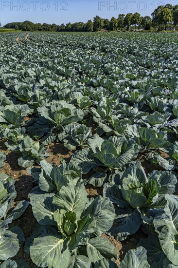 Cabbage cultivation, in a field, young white cabbage, North Rhine-Westphalia, Germany, Europe