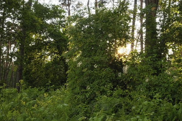 Forest with setting sun, aperture star, sunbeams, Lower Rhine, North Rhine-Westphalia, Germany,