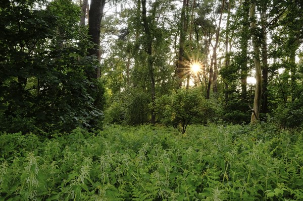 Forest with setting sun, aperture star, sunbeams, Lower Rhine, North Rhine-Westphalia, Germany,