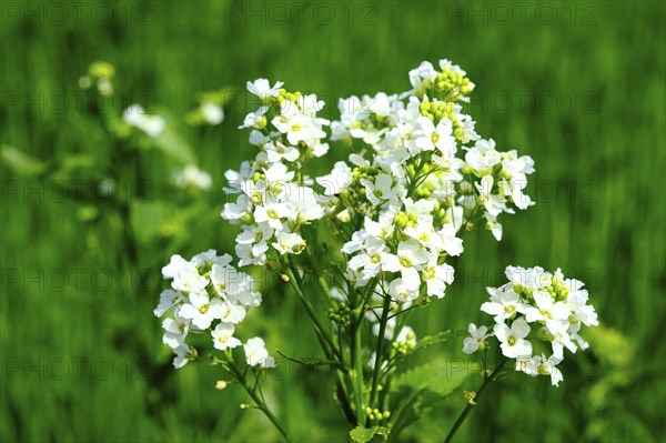 Horseradish (Armoracia rusticana), blurred background, North Rhine-Westphalia, Germany, Europe
