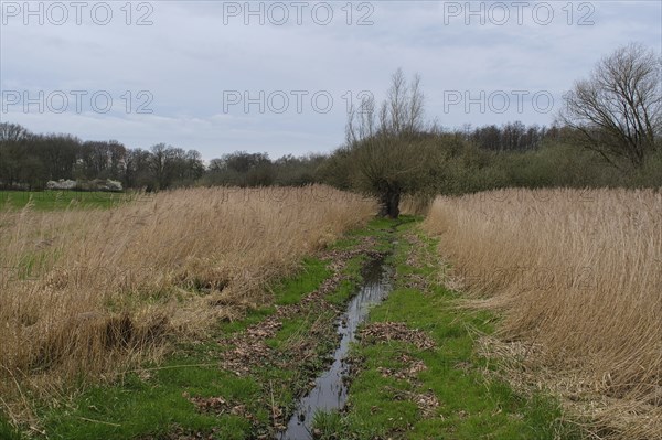 Swampland at the edge of a forest, North Rhine-Westphalia, Germany, Europe