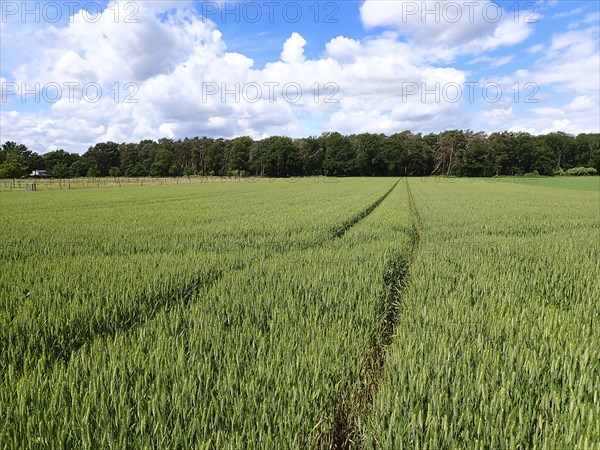 Grain field in spring with a tractor track, Lower Rhine, North Rhine-Westphalia, Germany, Europe