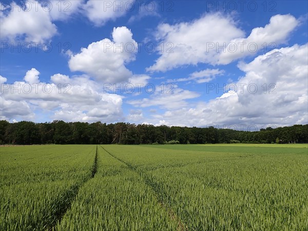 Grain field in spring with a tractor track, Niederrhe, North Rhine-Westphalia, Germany, Europe
