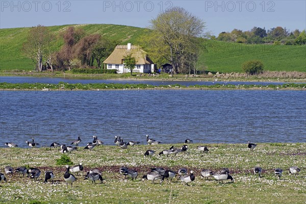 A pond with geese in the foreground, a house and hills in the background, Manor Route, Norrebolle,