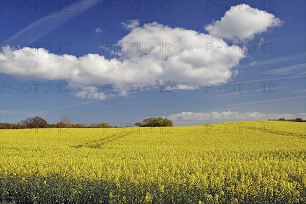 A wide field full of yellow rape under a blue sky with white clouds, spring, Manor Route,