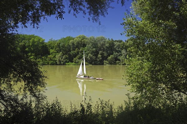 A sailing boat on a calm river, surrounded by lush greenery in fine weather, Rhine, Breisach,