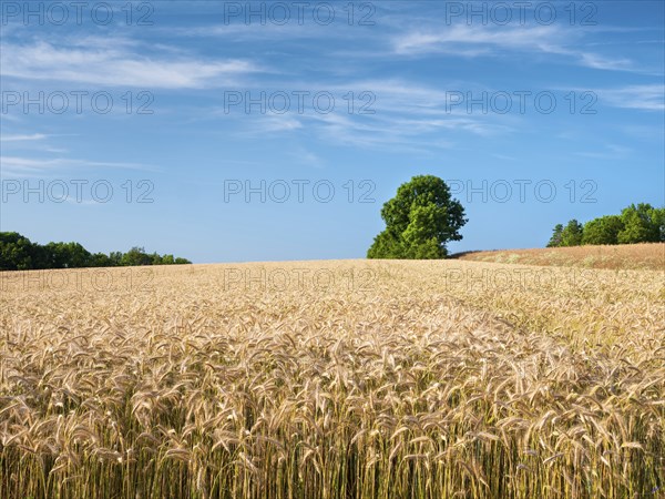 Summer landscape with barley field under blue sky with clouds, Bad Staffelstein, Bavaria, Germany,