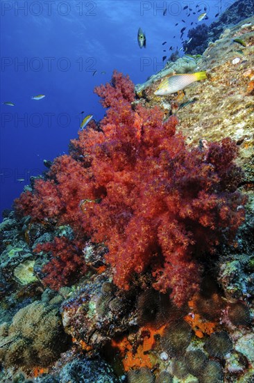 Large red soft coral (Dendrnephthya) growing in colourful coral reef at dive site Hin Daeng in Mu
