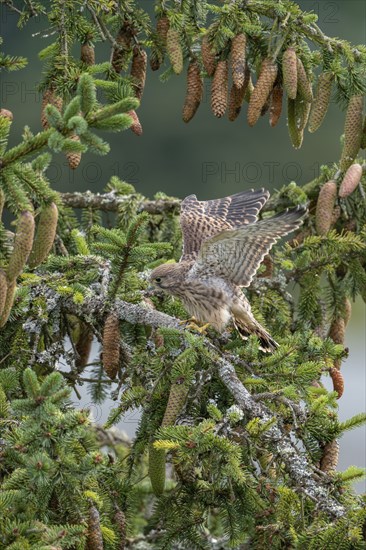 Common kestrel (Falco tinnunculus), young bird not yet able to fly sitting on a branch,