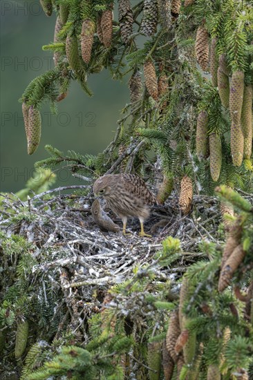 Common kestrel (Falco tinnunculus), young bird not yet able to fly in the nest, eating a mouse,