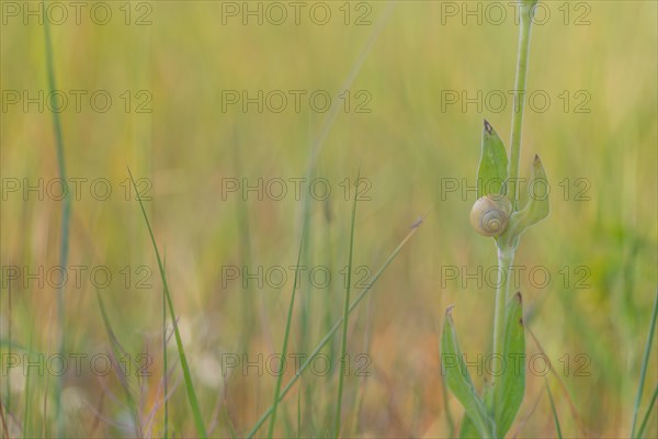 Close-up, Carthusian snail (Monacha cartusiana), Neustadt am Rübenberge, Germany, Europe