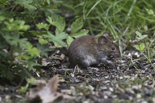 Bank vole (Myodes glareolus), Emsland, Lower Saxony, Germany, Europe