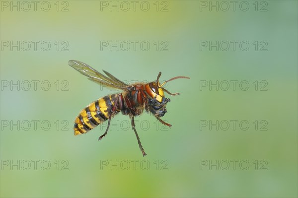 European hornet (Vespa crabro) worker with food, in flight, highspeed nature photo, insects,