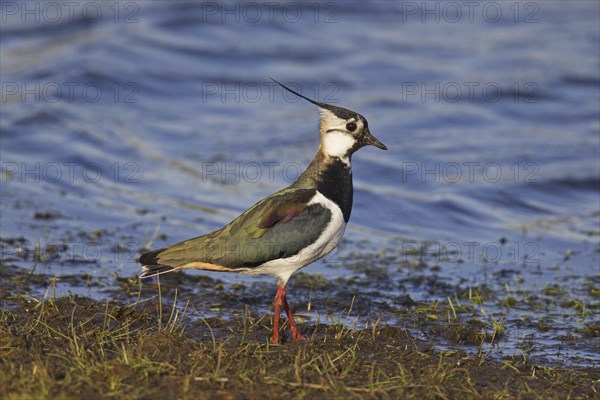 Northern Lapwing (Vanellus vanellus) foraging on lake shore, Germany, Europe