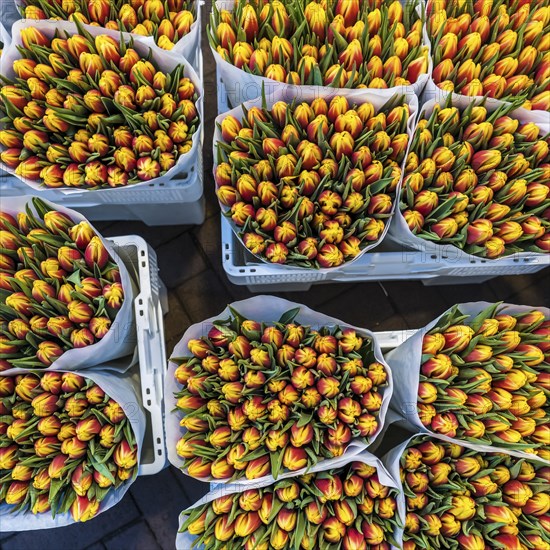 High angle view of buckets of tulips for sale