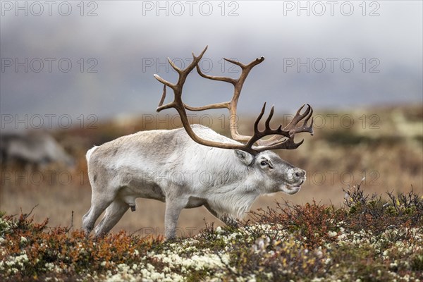 Wild mountain reindeer (Rangifer tarandus tarandus), bull in autumn tundra, Forollhogna National