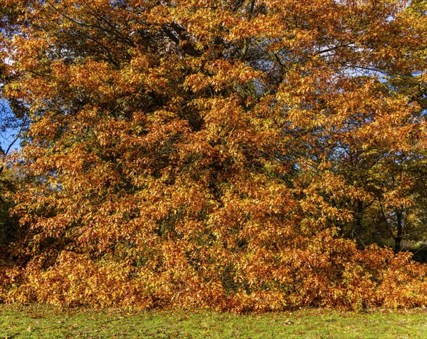 Autumn time, swamp oak in the park, Berlin, Germany, Europe