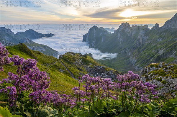 Blooming flowers, Alpstein, Meglisalp valley at sunrise, high fog in the valley, SÃ¤ntis, Appenzell
