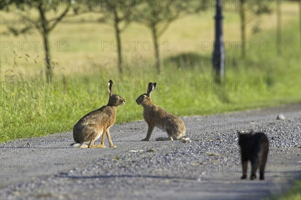 Two European Brown Hares (Lepus europaeus) on a road being stalked by black domestic cat