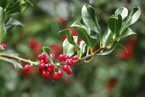 Holly (Ilex aquifolium), with red berries, autumn, Germany, Europe