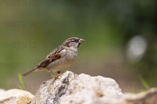 House sparrow (Passer domesticus) at a drinking trough, wildlife, Germany, Europe