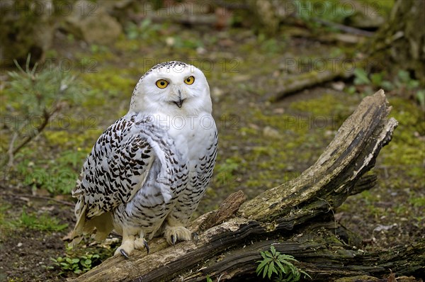 Snowy Owl (Nyctea scandiaca) portrait, Scandinavia