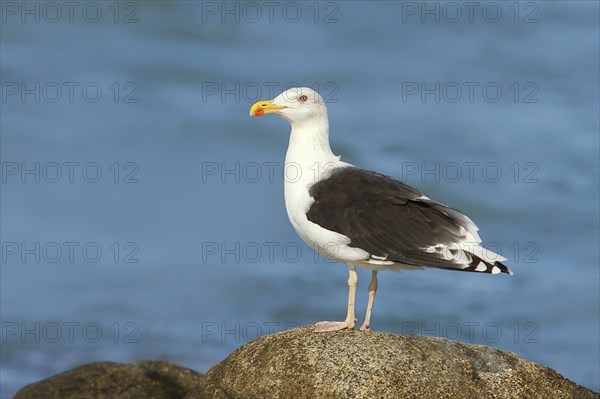 Great black-backed gull (Larus marinus), standing on rocks in shallow water, Fehmarn Island,