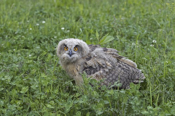 Eurasian eagle-owl (Bubo bubo), young European eagle-owl owlet sitting exposed on the ground in