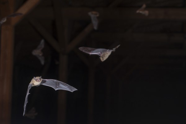 Common pipistrelle (Pipistrellus pipistrellus), swarming in the attic shortly in front of going