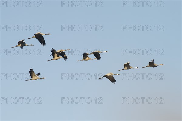 Crane (Grus grus) in flight, autumn crane migration, Mecklenburg-Western Pomerania, Germany, Europe