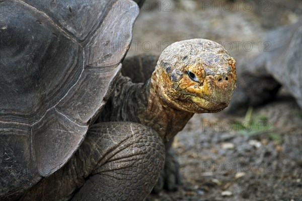 Galapagos giant tortoise (Chelonoidis nigra) (Geochelone elephantopus) in the Darwin Station, Santa